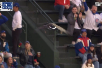 Geese at Wrigley Field during Phillies-Cubs game recall past wildlife disturbances