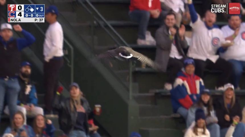 Geese at Wrigley Field during Phillies-Cubs game recall past wildlife disturbances