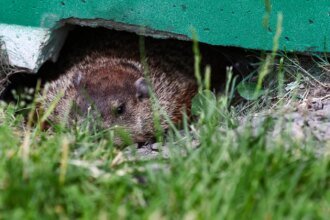 Groundhogs make regular appearances at the Canadian Grand Prix